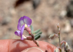 Astragalus emoryanus