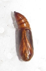 Corgatha wojtusiaki
