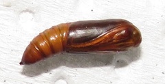 Corgatha wojtusiaki