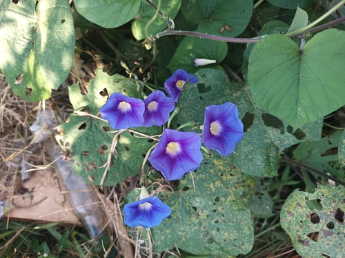Image of Ipomoea parasitica by (c) Ricardo Betancourt Sánchez, some rights reserved (CC BY)