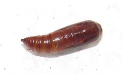 Corgatha wojtusiaki