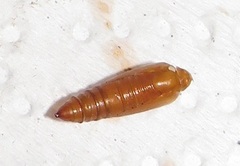 Corgatha wojtusiaki