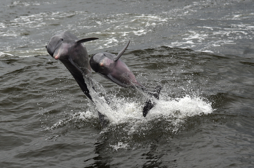 Common Bottlenose Dolphin photographed in Alabama