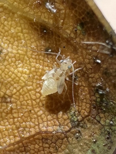 iNaturalist observation photo of Bark Lice, Book Lice, and Parasitic Lice