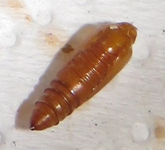 Corgatha wojtusiaki