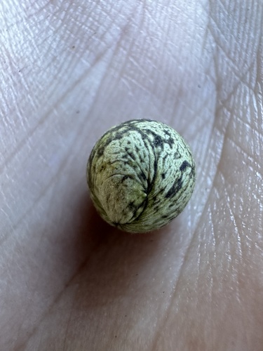 iNaturalist observation photo of Live Oak Bud Gall Wasp
