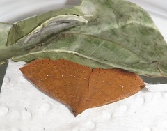 Corgatha wojtusiaki