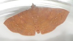 Corgatha wojtusiaki