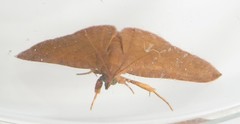 Corgatha wojtusiaki