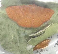 Corgatha wojtusiaki