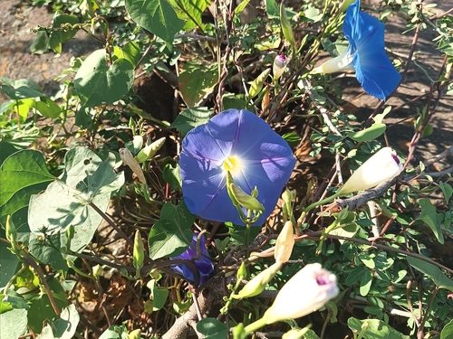Image of Ipomoea tricolor by (c) Ricardo Betancourt Sánchez, some rights reserved (CC BY)