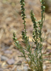 Oligomeris linifolia