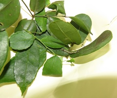 Sclerocroton integerrimus