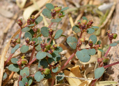 Euphorbia simulans