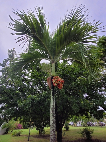 Adonidia merrillii