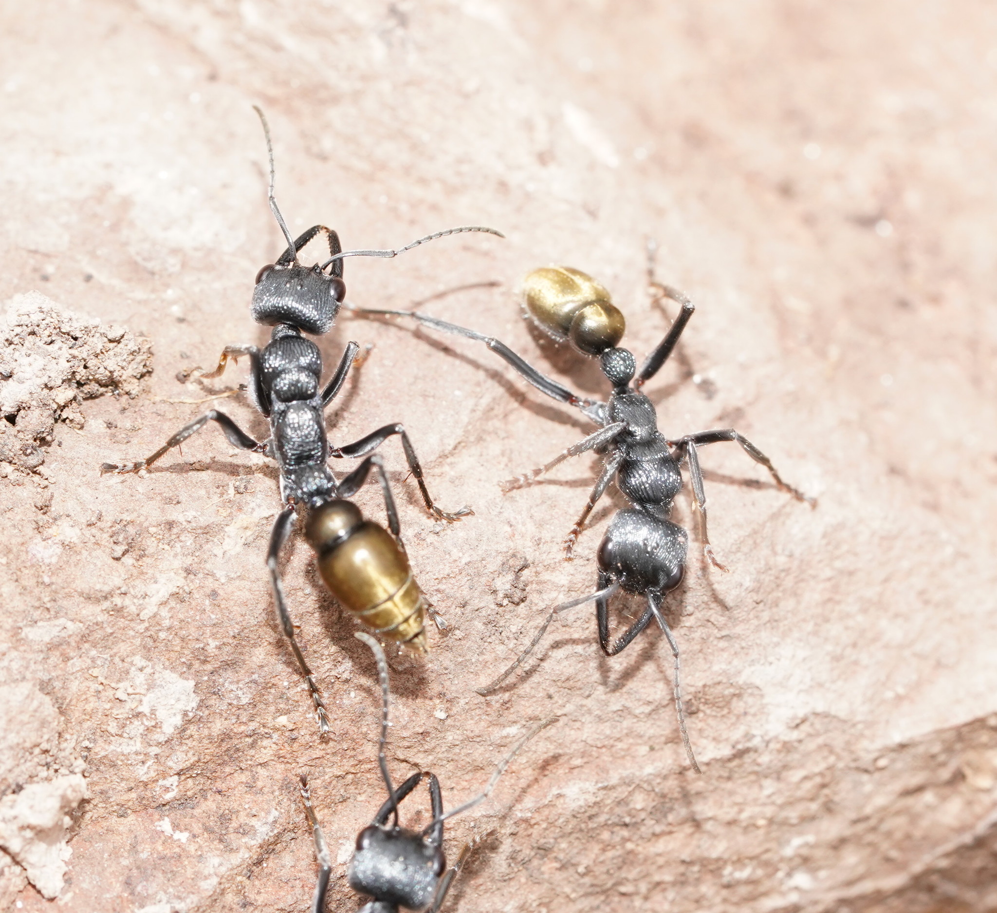 Golden-tailed Bull Ant (Myrmecia piliventris) · iNaturalist