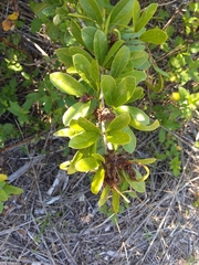 Pithecellobium unguis-cati