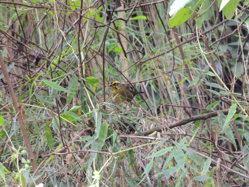yellow-striped brushfinch (Atlapetes citrinellus)
