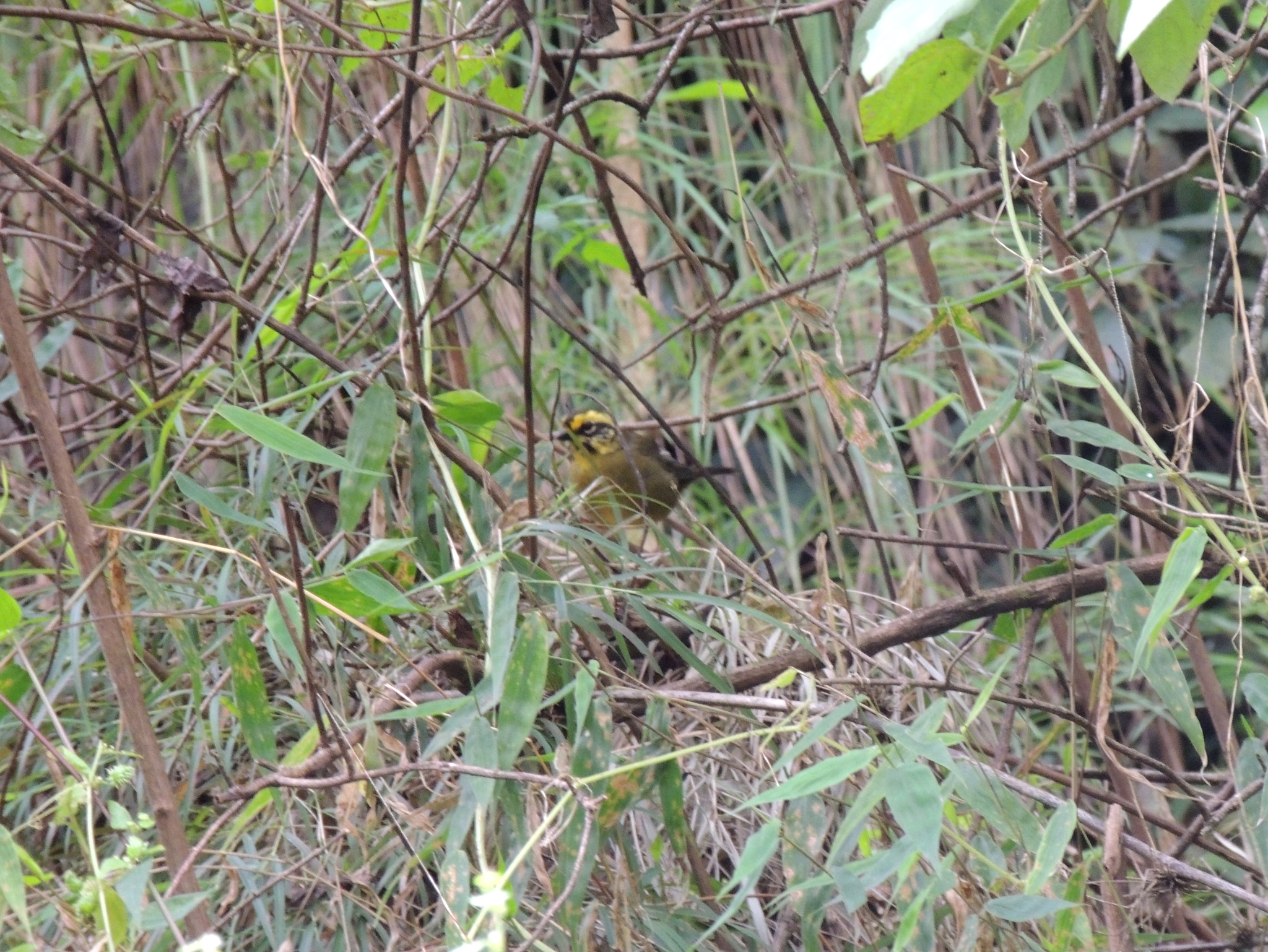 Yellow-striped Brushfinch illustration