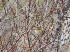 Phylloscopus sindianus