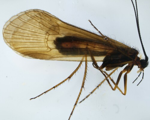 Allogamus uncatus