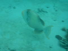 Pseudobalistes flavimarginatus