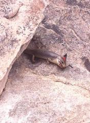 Plestiodon obsoletus