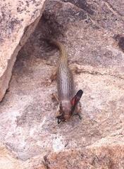 Plestiodon obsoletus