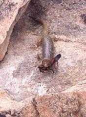 Plestiodon obsoletus