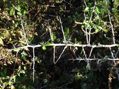Condalia mexicana