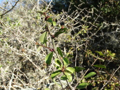Condalia mexicana