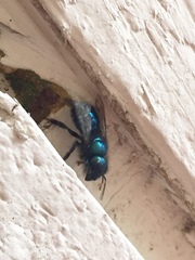 Osmia ribifloris ribifloris