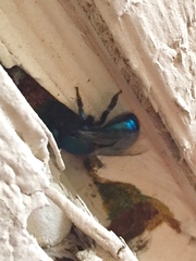 Osmia ribifloris ribifloris