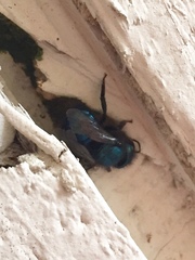 Osmia ribifloris ribifloris