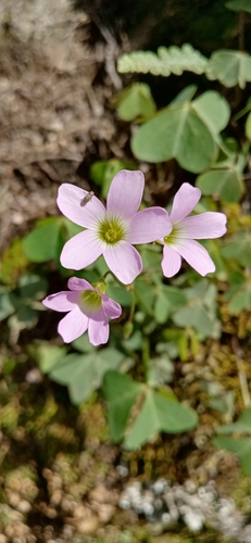 Image of Alpine woodsorrel by (c) Humberto Gonzalez Salas, some rights reserved (CC BY)