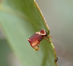 Aporocera tasmanica