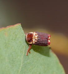 Aporocera tasmanica