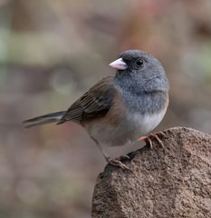 Dark-Eyed Junco photo 5