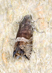 Sereda tautana