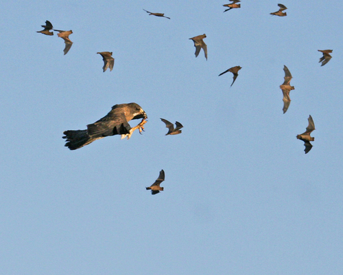 Swainson's Hawk photographed in New Mexico