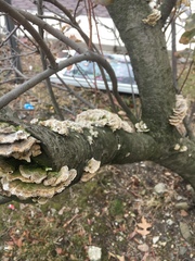 Trametes versicolor
