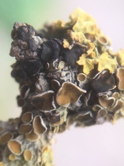 Xanthoriicola physciae