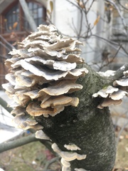 Trametes versicolor