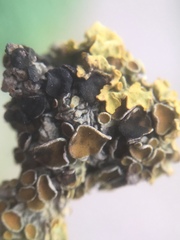 Xanthoriicola physciae