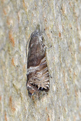 Sereda tautana
