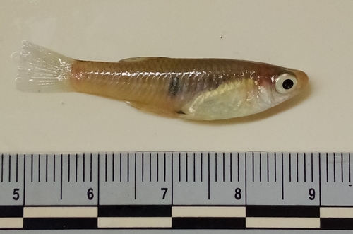 Singlespot Topminnow (Girardinus uninotatus) — Poeciliidae — 2