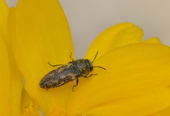 Acmaeodera neglecta neoneglecta