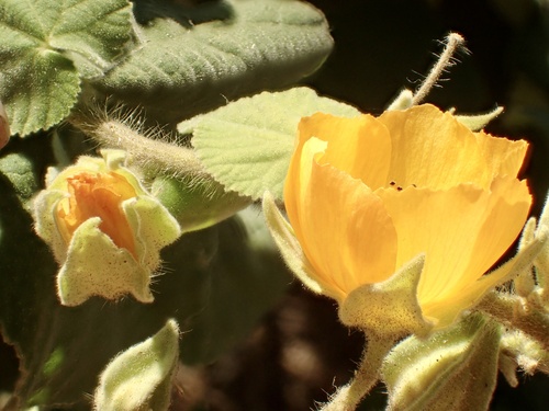 Abutilon grandifolium