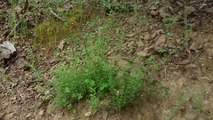 Galium porrigens porrigens