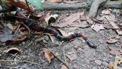 Oxyrhopus melanogenys